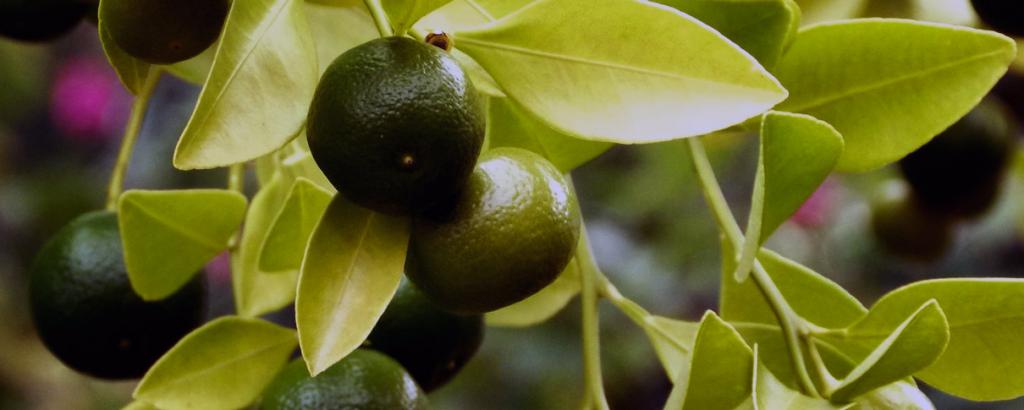 Citrons verts sur le citronnier 