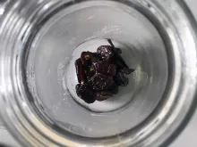 Vue verticale sur des pruneaux